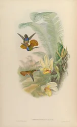 Chrysuronia eliciae = Hylocharis eliciae